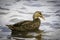 Mottled Duck