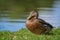 Mottled Duck