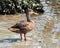 Mottled Duck - Anas fulvigula