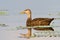 Mottled Duck (Anas Fulvigula)