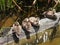 Mottled Duck Anas fulvigula - juveniles