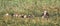 Mottled Duck and her swimming ducklings in an everglades, Florida swamp