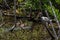 Mottled Ducks and Juvenile White Ibis, J.N. Ding Darling Nat