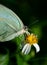 Mottled emigrant Butterfly Catopsilia pyranthe