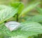Mottled Emigrant butterfly in a garden