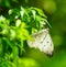 Mottled Emigrant in a lovely garden