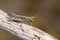 A Mottled Grasshopper, Myrmeleotettix maculatus, perching on a branch in heath land.