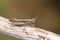 A Mottled Grasshopper, Myrmeleotettix maculatus, perching on a twig in heath land.