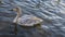 A mottled gray-white swan swims in the lake.