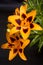 Mottled orange lily