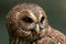 Mottled Owl Ciccaba virgata Bird of Prey