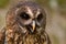 Mottled Owl Ciccaba virgata Bird of Prey