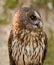 Mottled Owl Ciccaba virgata Bird of Prey