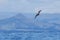 Mottled Petrel in New Zealand Waters