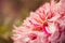 Mottled pink dahlia, single flower in selective focus