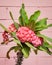 Mottled Pink Euphorbia millii Flowers against a Pink Brick Wall