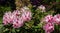 Mottled pink rhododendron bloom