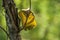Mottled Poplar Leaf and Cottonwood