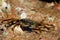 Mottled sally light foot crab