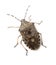 Mottled Shield Bug