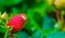 Mottled shield bug sitting on a strawberry, common insect specie from Europe