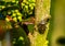 Mottled shield bug sitting on a tree branch, common insect from europe