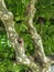 Mottled sycamore tree bark