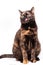 A mottled tortoiseshell cat sits and licks its pink tongue.