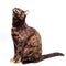 A mottled tortoiseshell cat sits and looks up