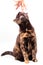 A mottled tortoiseshell cat sniffs the female hand of its owner.