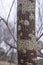 Mottled tree pole texture.