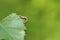 Mottled Umber (Erannis defoliaria)
