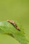 Mottled Umber (Erannis defoliaria)