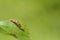 Mottled Umber (Erannis defoliaria)