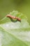 Mottled Umber (Erannis defoliaria)