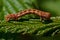 Mottled Umber, Erannis defoliaria in macro