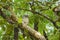 Mottled Wood Owl in Forest