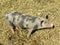 Mottled young pig in the straw