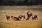 Moufflon herd in deer-park