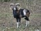 Mouflon