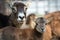 Mouflon baby near his mother in a zoo