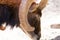Mouflon with big horn close-up