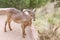 Mouflon, Bighorn Sheep in park of the Beni Snassen Mountains