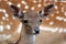 Mouflon calf