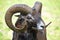 Mouflon of Corsican