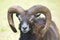 Mouflon of Corsican