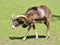 Mouflon of Corsican walking on grass
