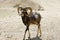 A Mouflon in the enclosure of the wildlife Park Ernstbrunn, Lower Austria