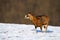 Mouflon ewe feeding on a field covered with snow in winter