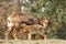 Mouflon family